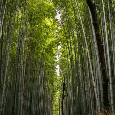 剑指仙侠帝坤版下载